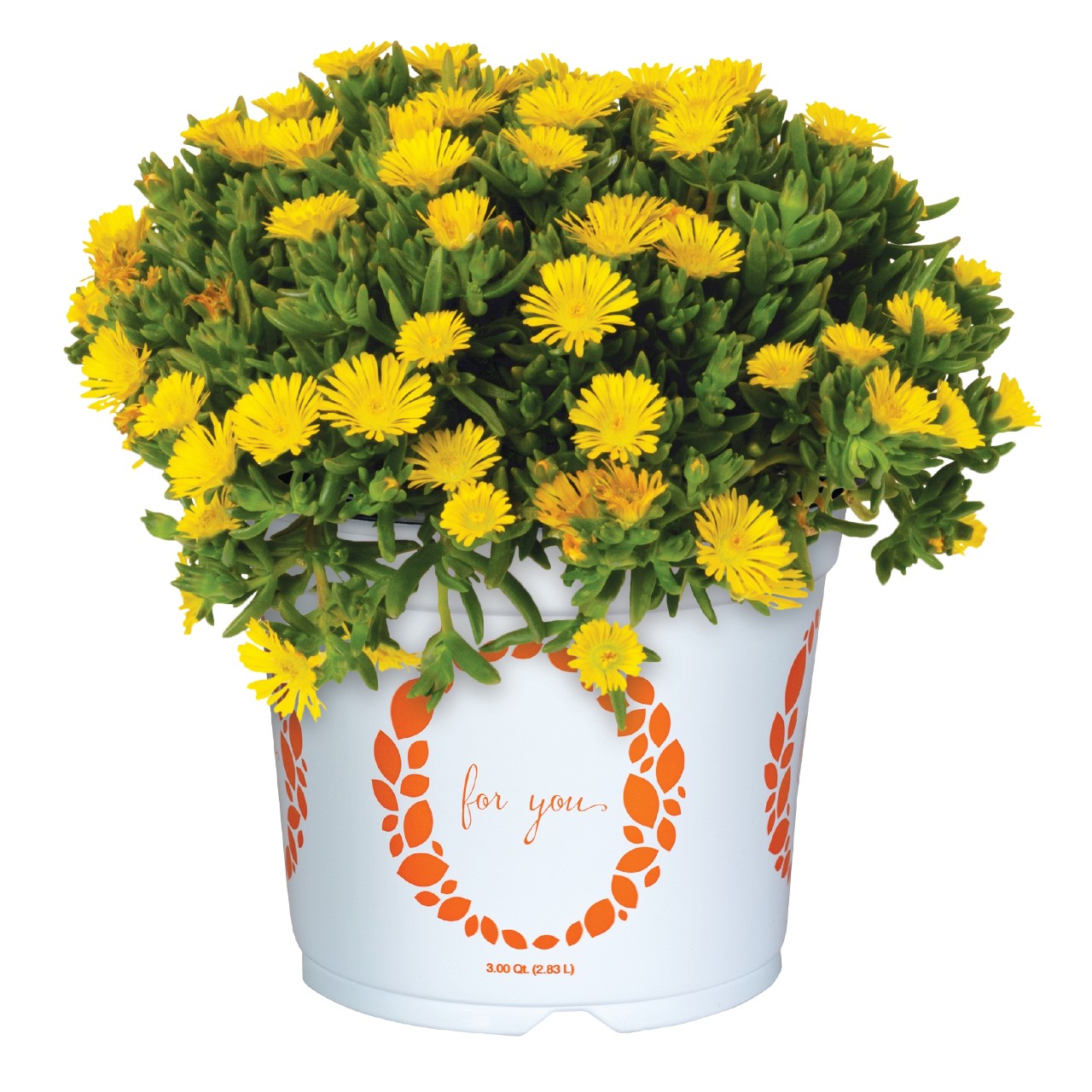 Делосперма Solstice Yellow