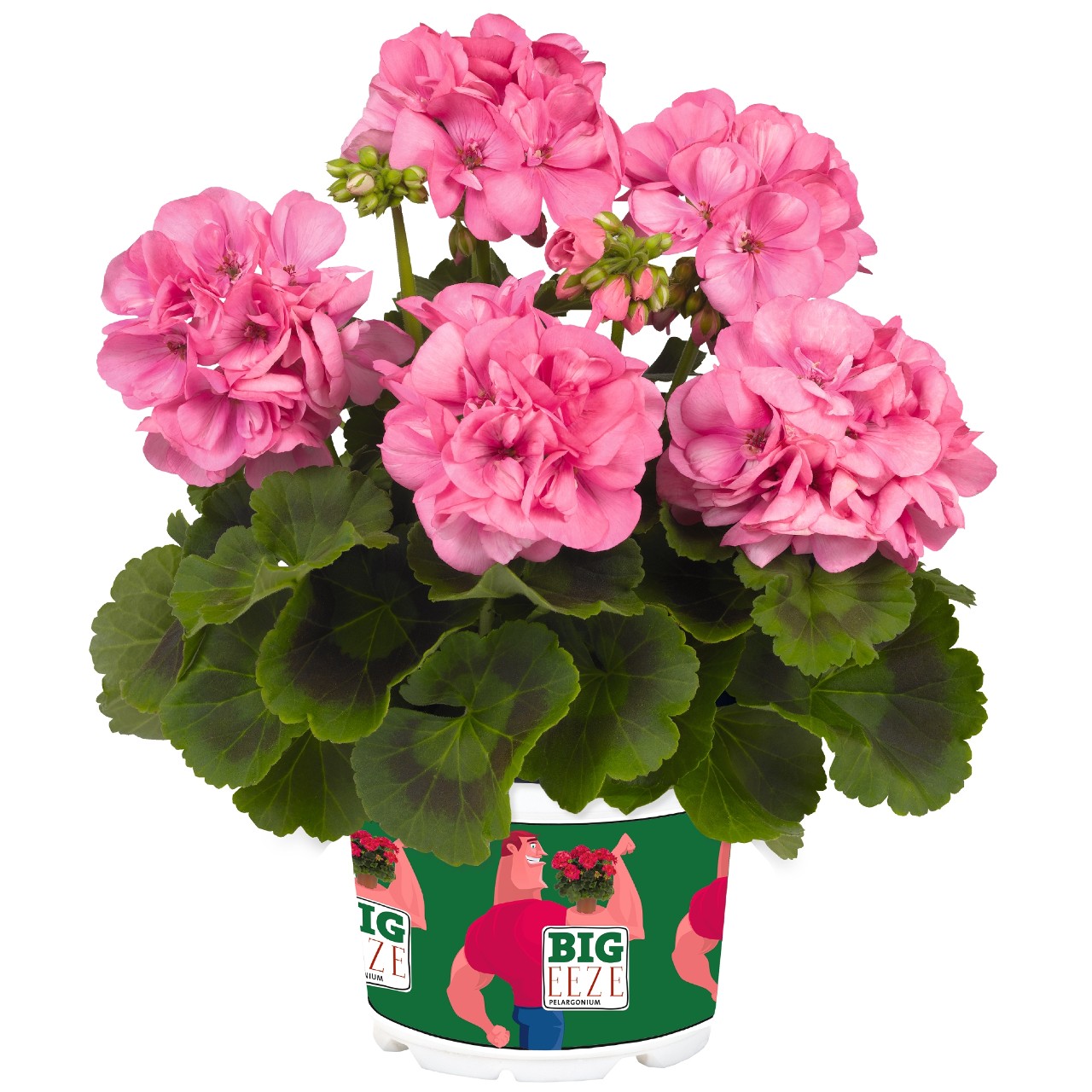Пеларгония Survivor Idols Pink