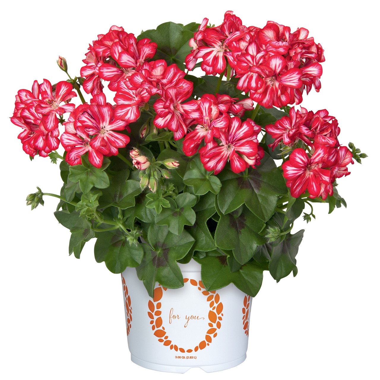 Пеларгония Atlantic Red Bicolor 2024