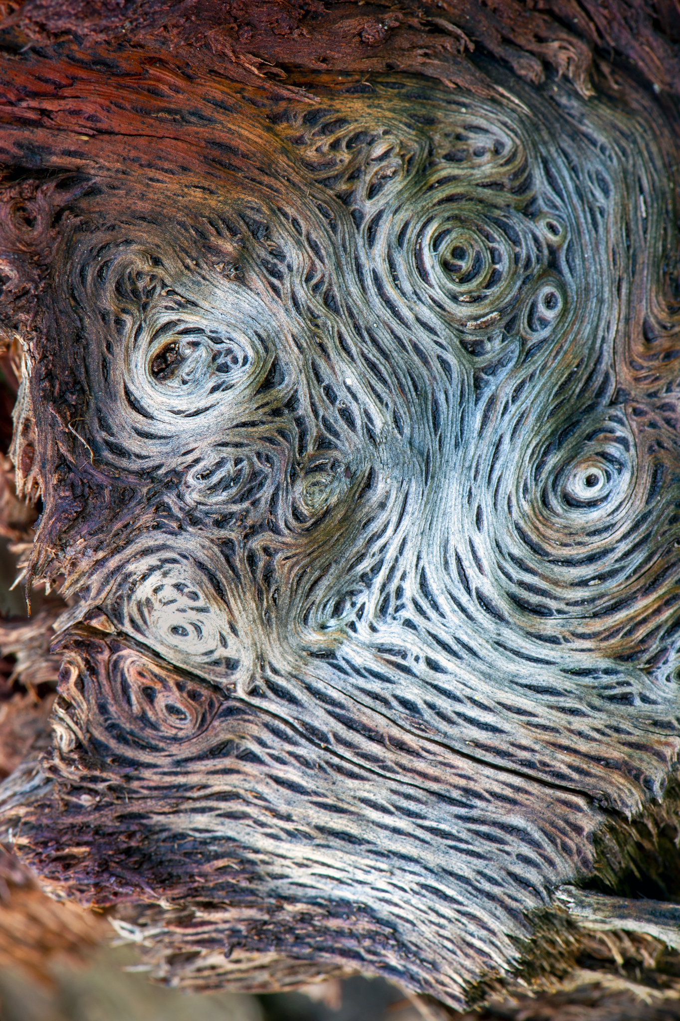 international backfill (iNaturalist): Quercus