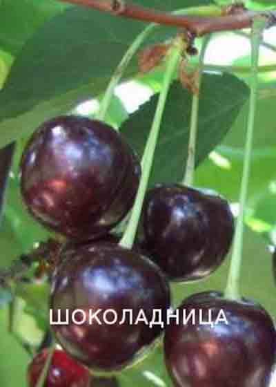 Вишня Шоколадница