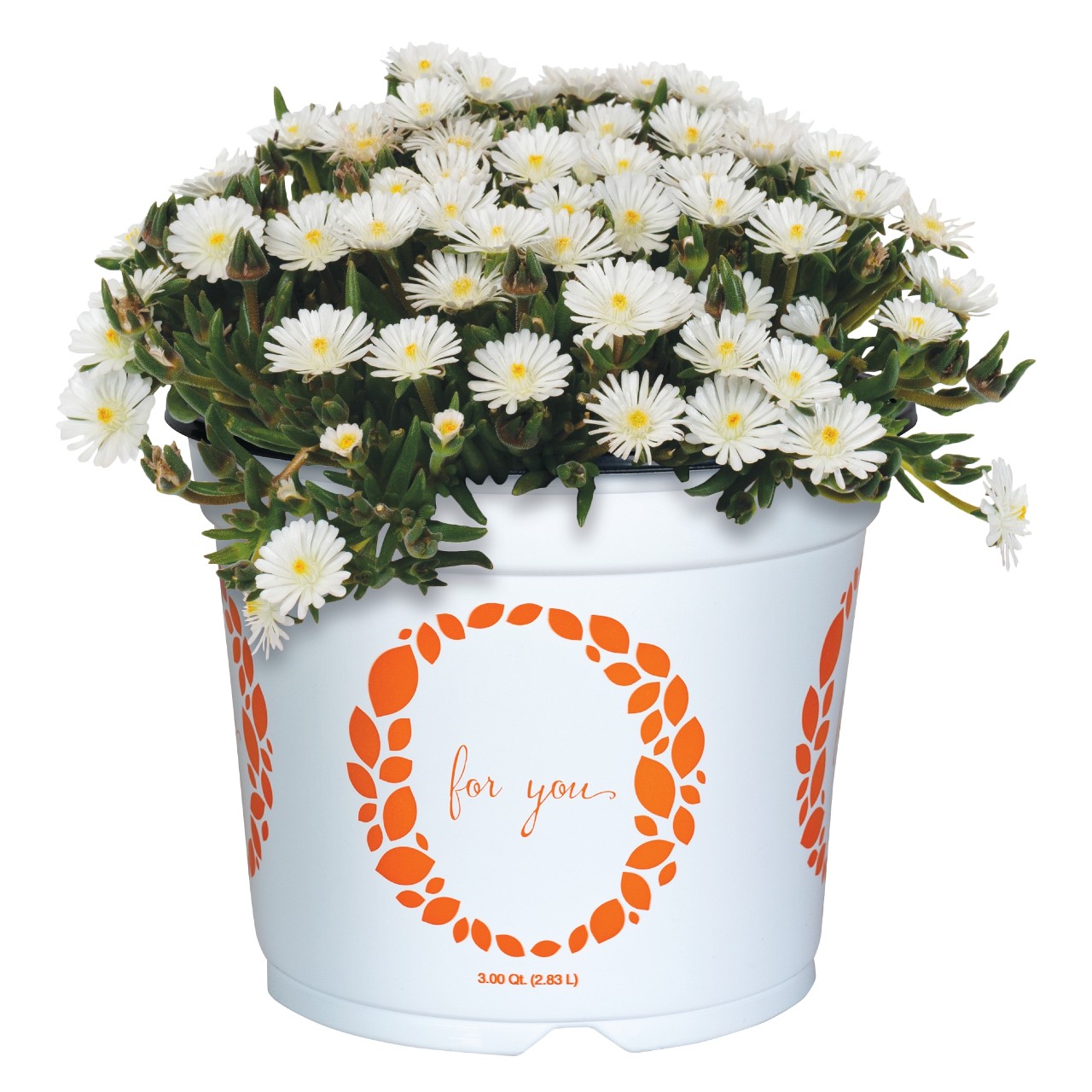 Делосперма Rock Crystal White Imp