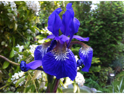 Ирис сибирский Блю Кинг (Blue King)