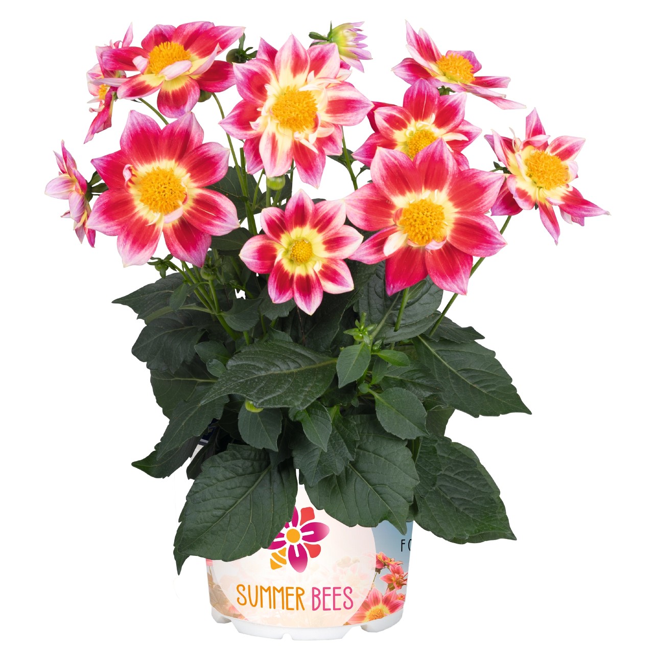 Георгина Summer Bees Red Bicolor