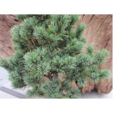 Сосна мелкоцветковая (Pinus parviflora Hagaromo Seedling=Pygmaea Hagaromo)