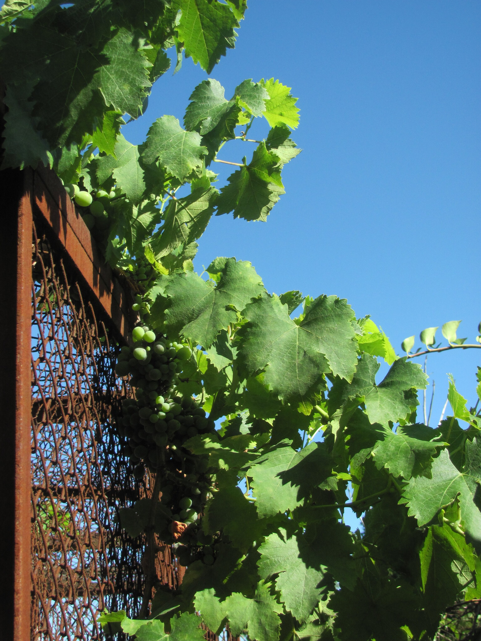 international backfill (iNaturalist): Vitis vinifera