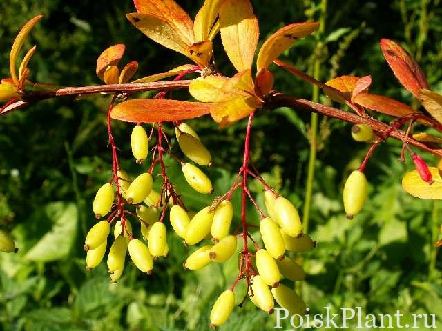 Барбарис корейский Red Tears