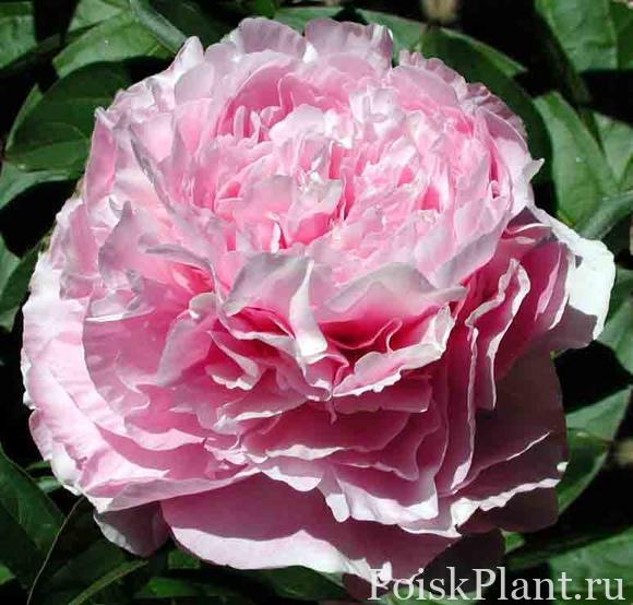 Пион травянистый Dresden Pink