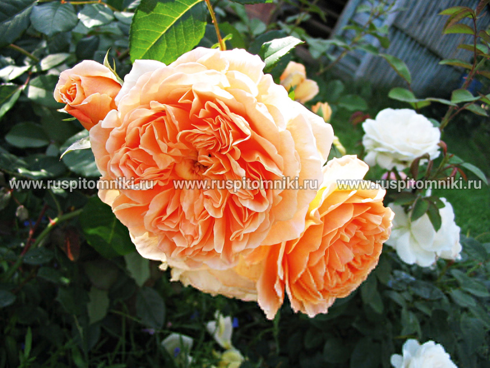 Английские розы Дэвида Остина Crown Princess Margareta’ = ‘AUSwinter