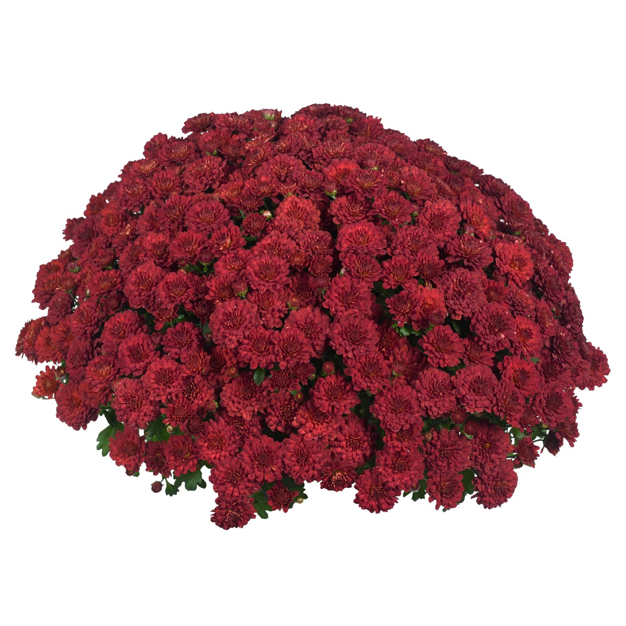 Хризантема Cherry Red