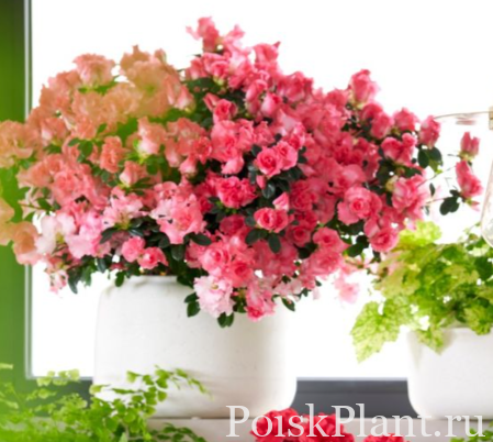 Азалия индийская Hortinno Primavera
