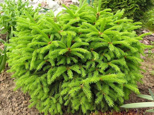 Ель обыкновенная (Европейская) / Picea abies