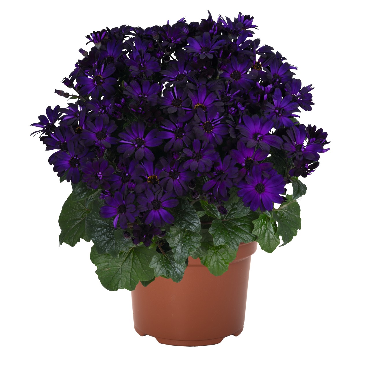 Перикаллис Mandala Purple