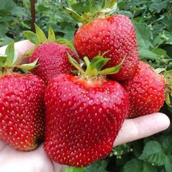 Клубника Гигантелла