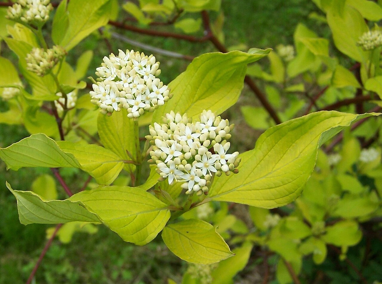 Дёрен Ауреа