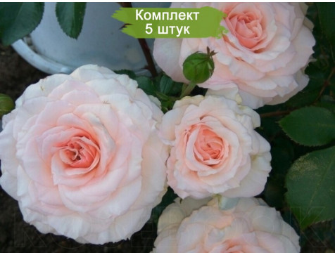 Роза Бремен Штадтмузикантен (шраб)
