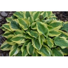 Хоста (Hosta Carnival)