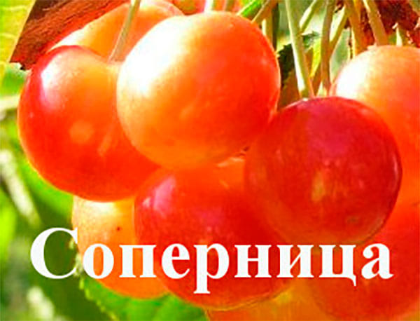 Черешня Соперница