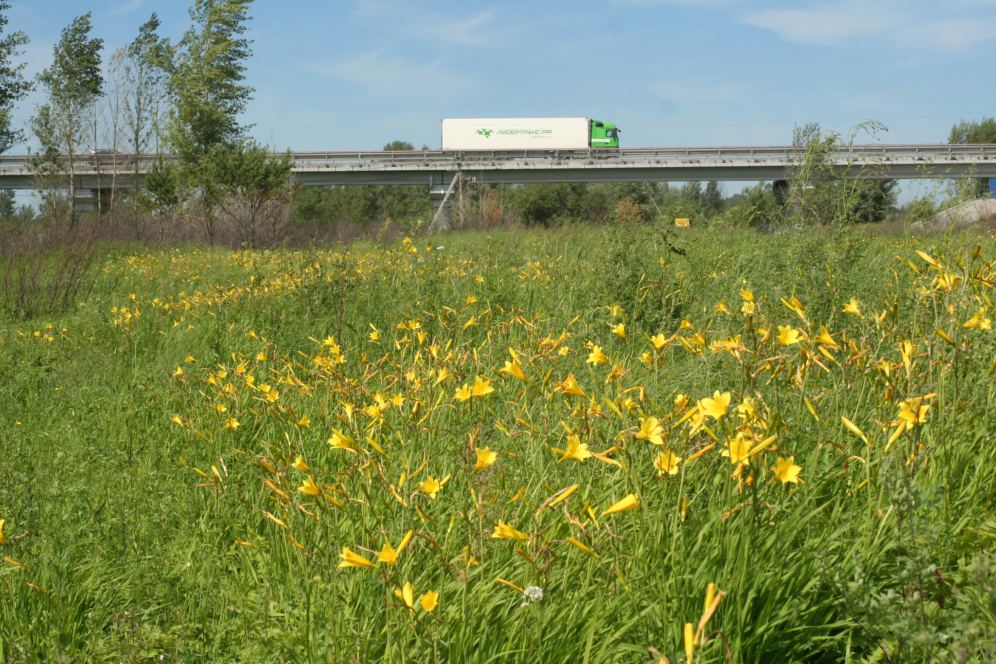 international backfill (iNaturalist): Hemerocallis