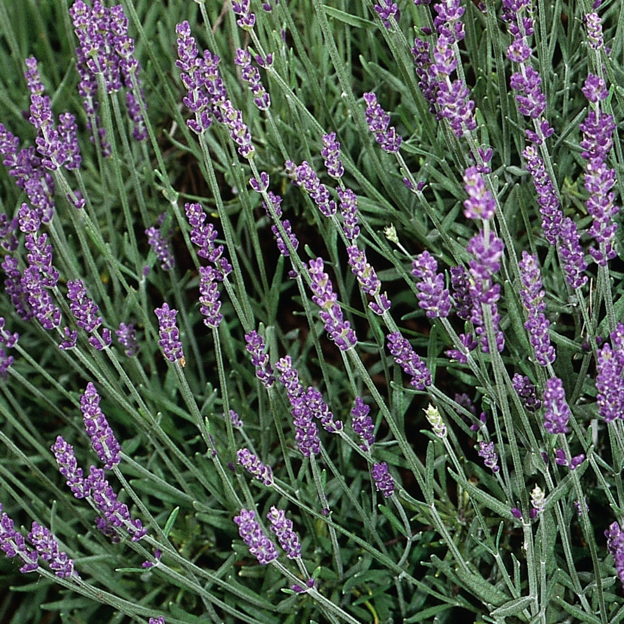 Лаванда angustifolia Hidcote
