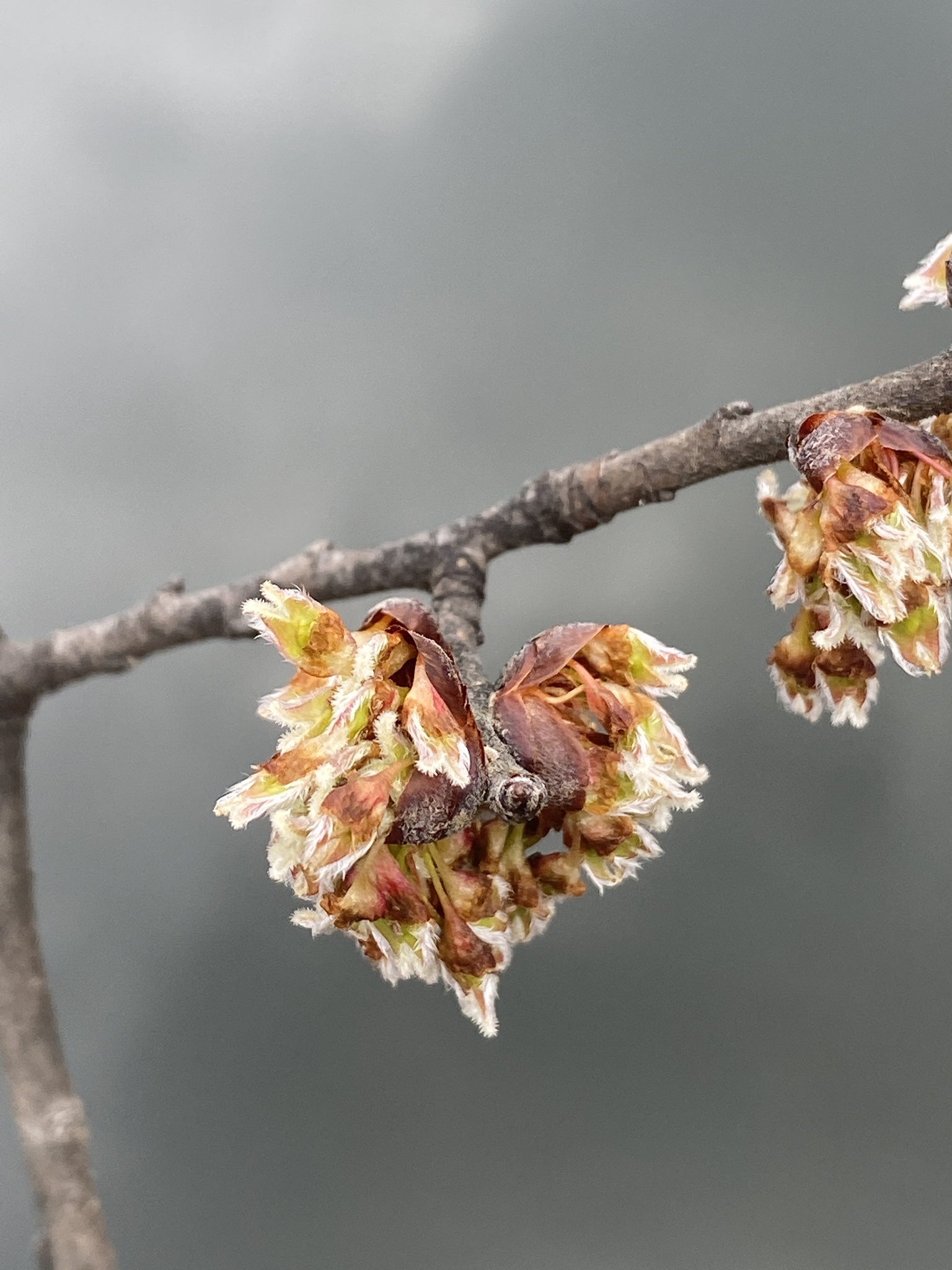 international backfill (iNaturalist): Ulmus