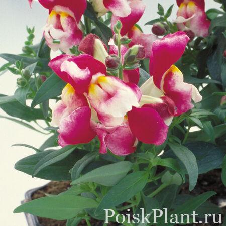 Антиринум большой Floral Showers Wine Bicolor