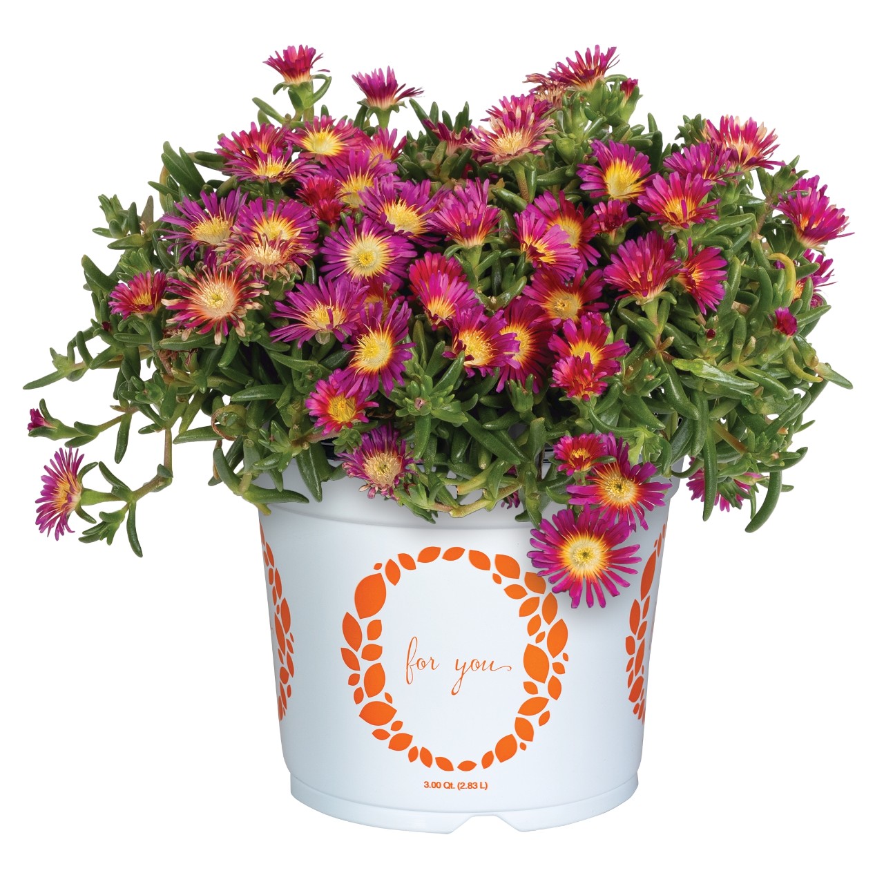 Делосперма Solstice Purple Bicolor Imp/Magenta