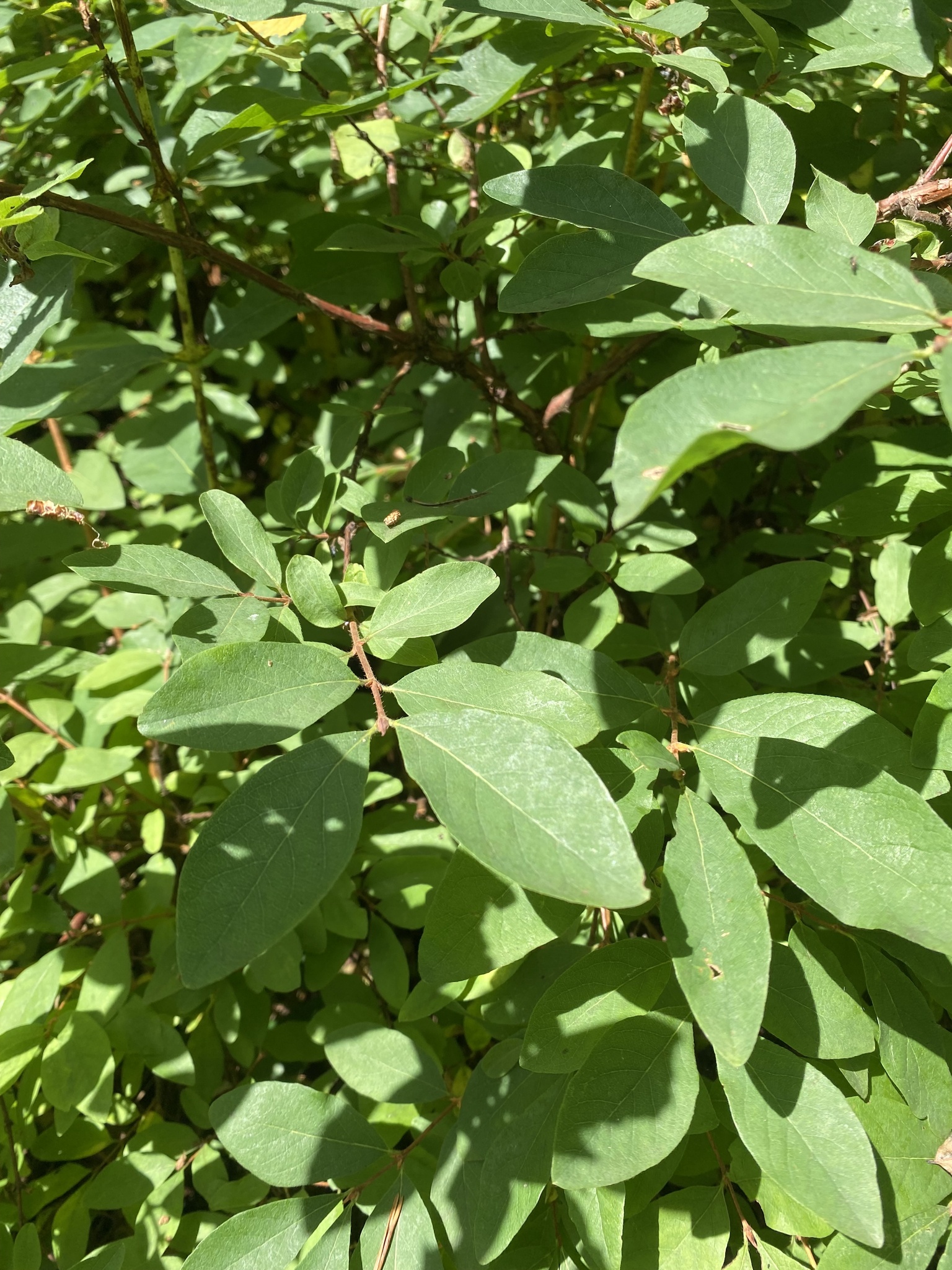 international backfill (iNaturalist): Lonicera caerulea