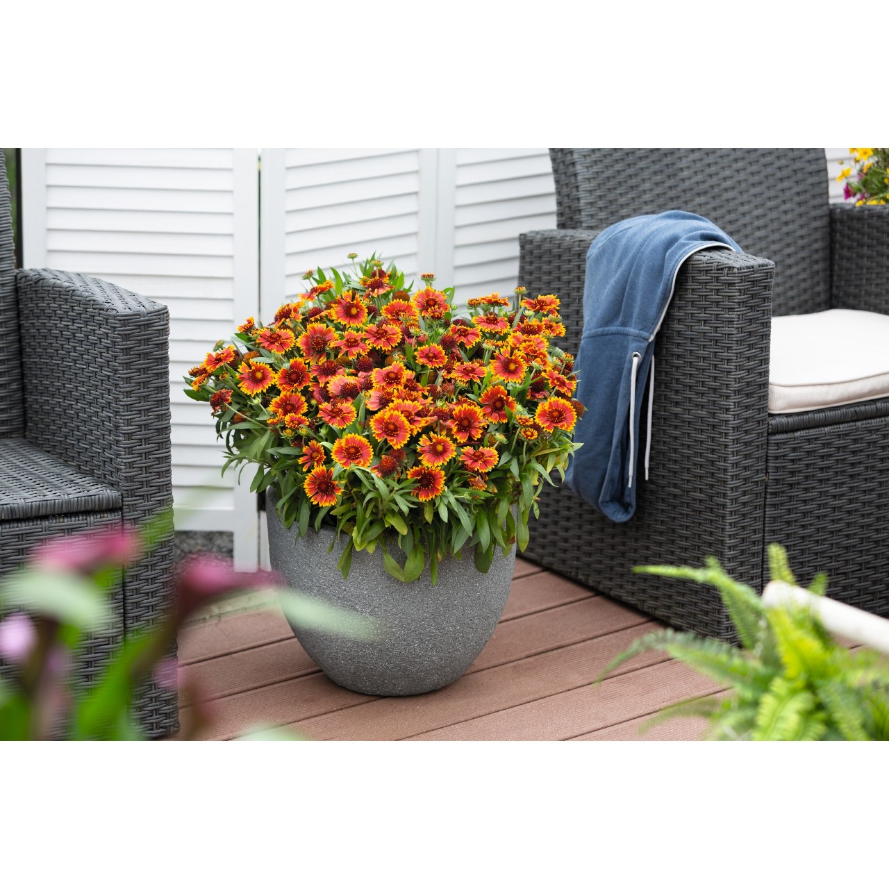 Гайлардия SpinTop Orange Halo