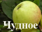 Яблоня "Чудное" Садоград 2хлетние саженцы
