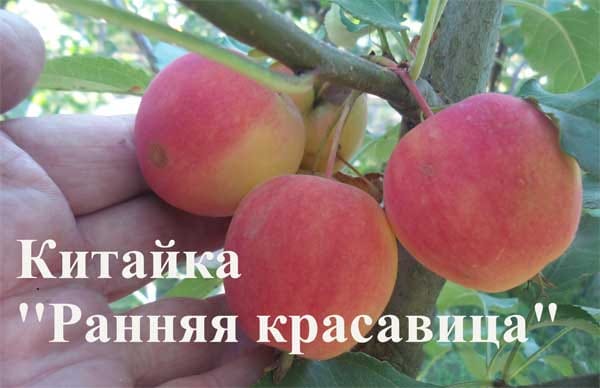 Яблоня Ранняя красавица