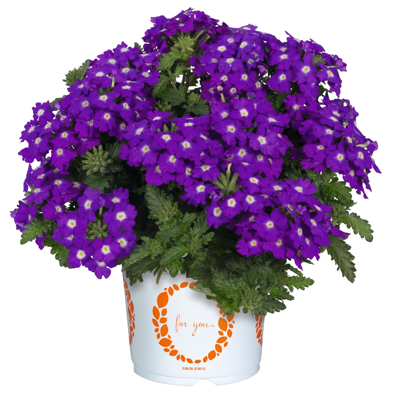 Вербена Lindolena Blue Charme