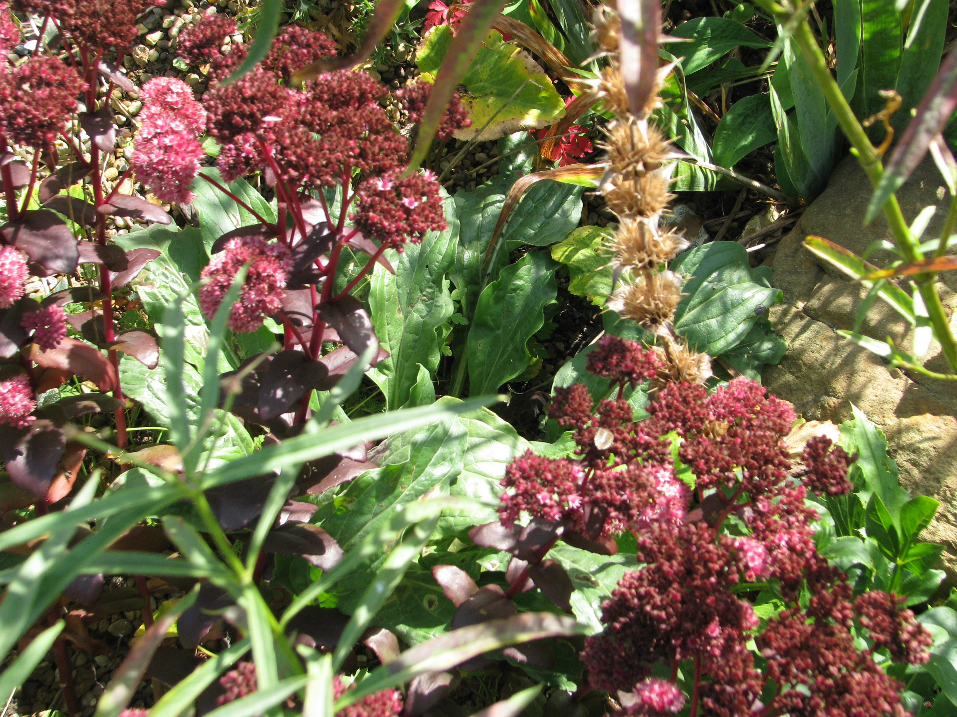 Очиток (Sedum Purple Emperor)