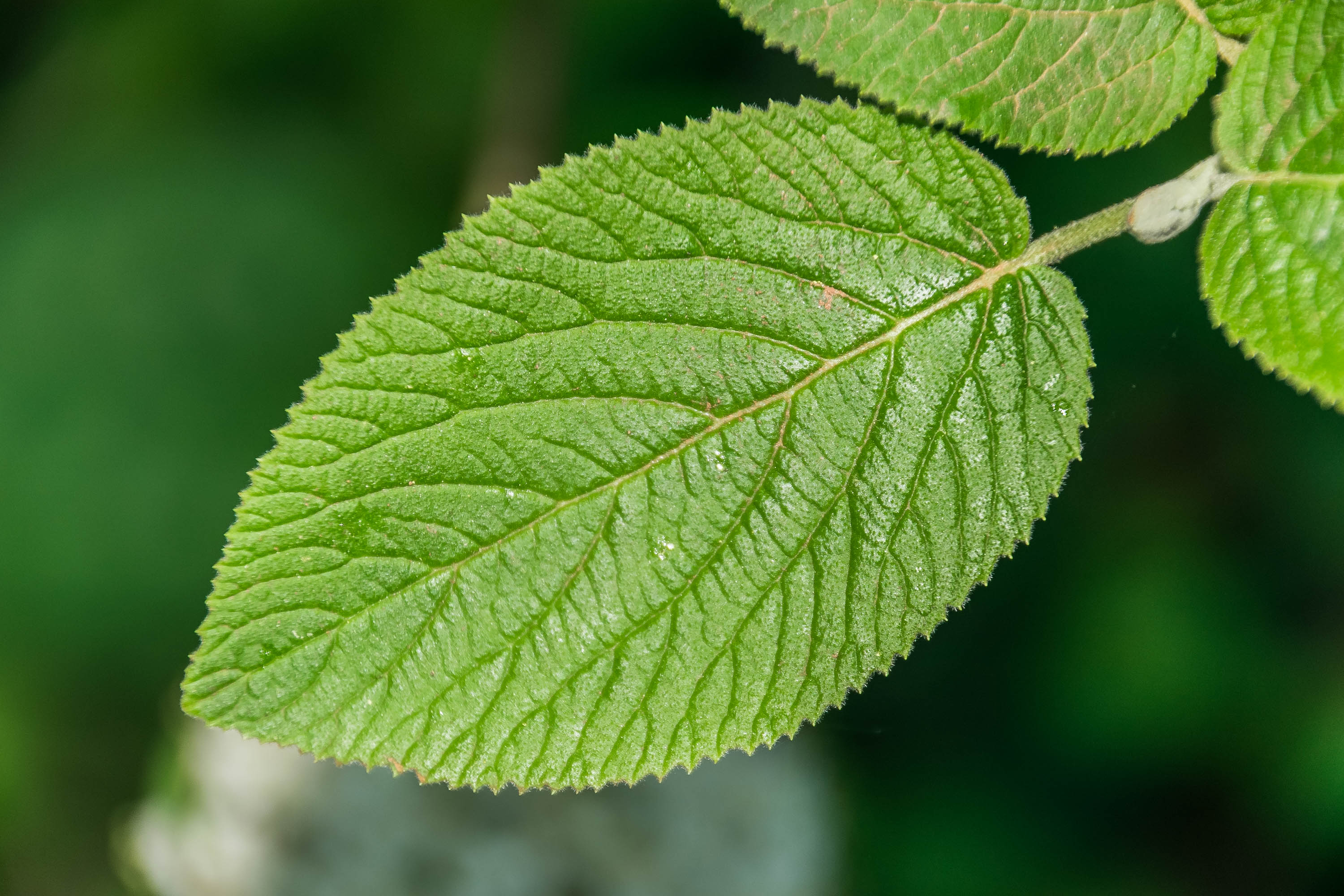 Калина гордовина "Aureovariegata"