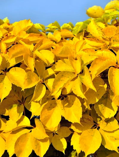 Виноград девичий пятилисточковый Yellow Wall