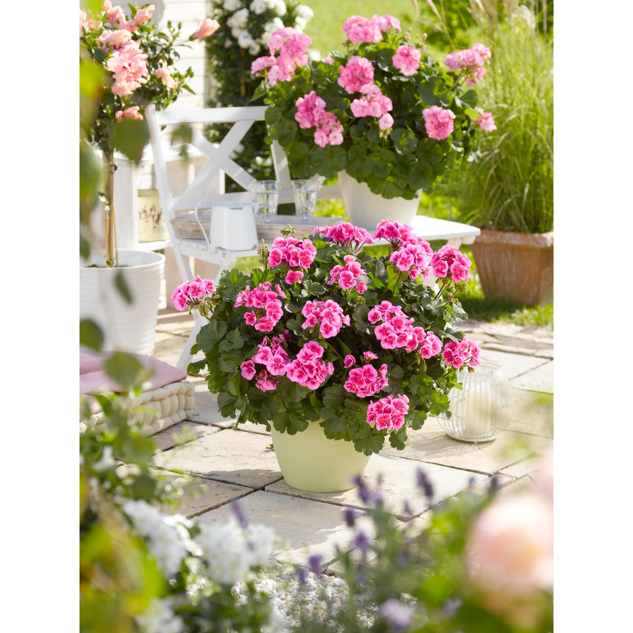 Пеларгония Sarita Lilac Splash
