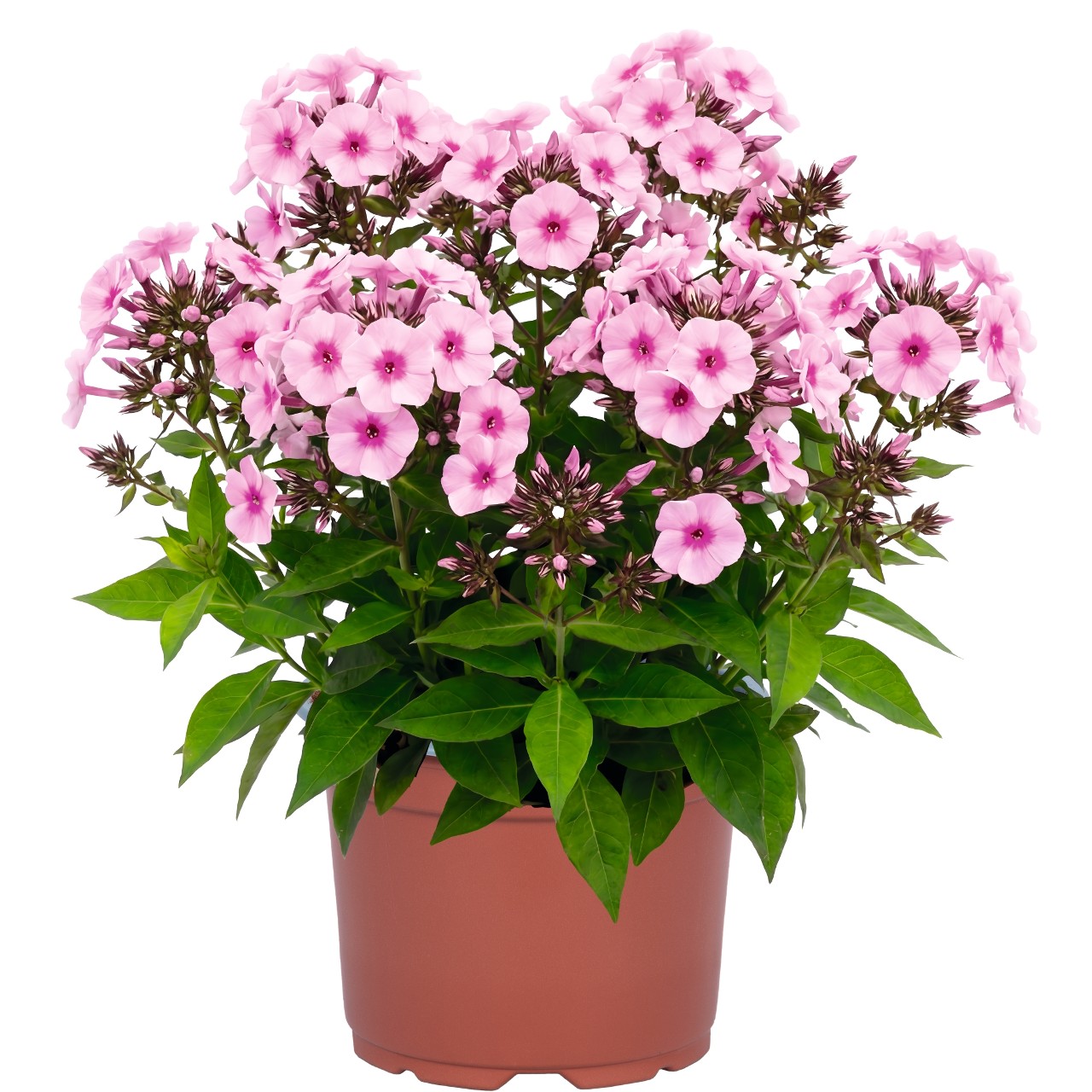 Флокс paniculata Flame La Creme Pink