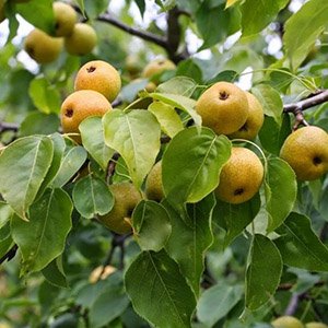 Груша уссурийская 1.5-2.2м