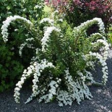 Спирея ниппонская (Spiraea nipponica June Bride)