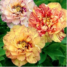 Пион Ито-гибрид (Paeonia itoh-hybrid Lollipop)