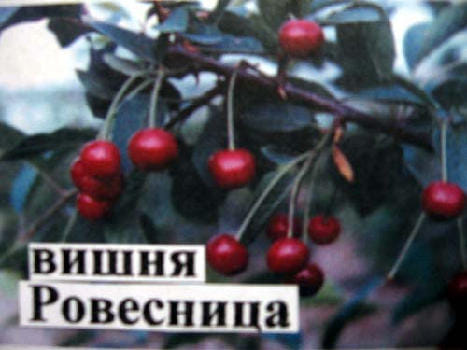 Вишня Ровесница