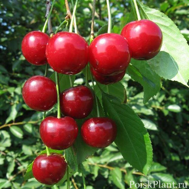 Вишня обыкновенная Десертная Морозовой