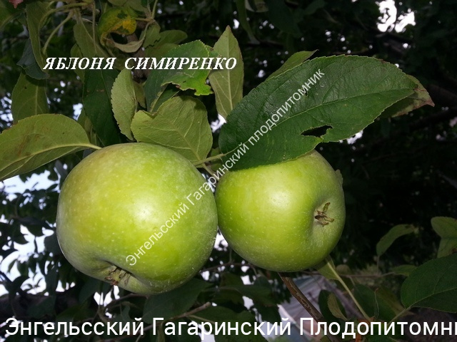 Яблоня Симиренко
