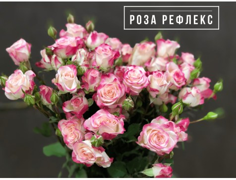 Роза Рефлекс (кустовая)