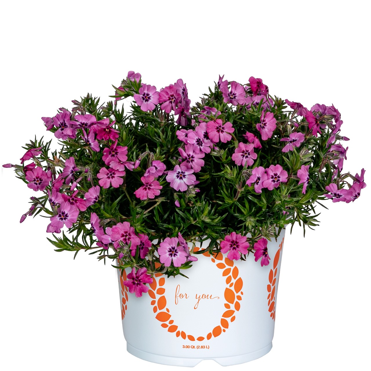 Флокс subulata Spring Late Pink