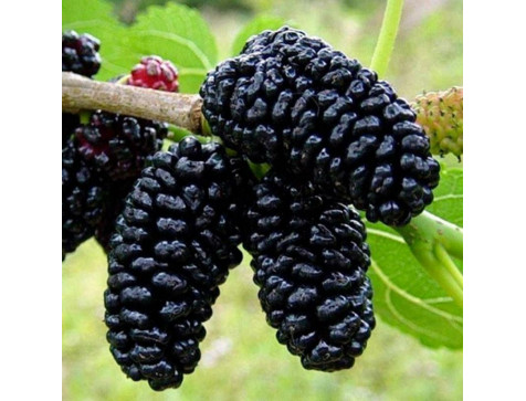 Шелковица Королевская