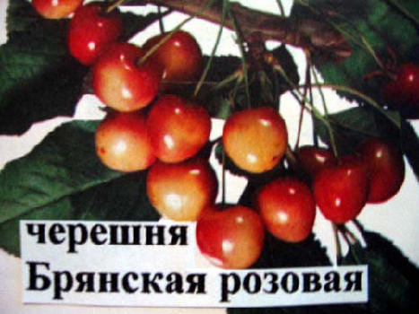 Черешня Брянская розовая