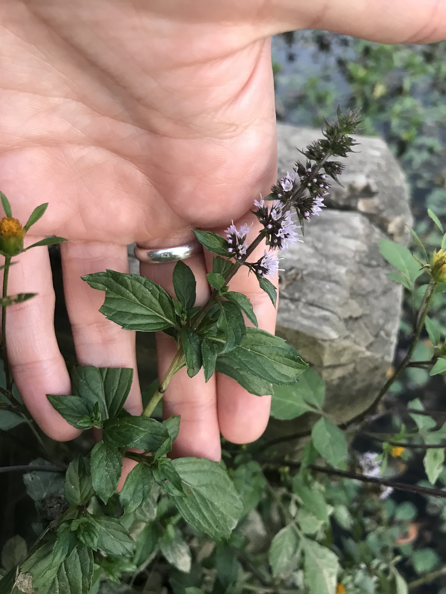 international backfill (iNaturalist): Mentha × piperita