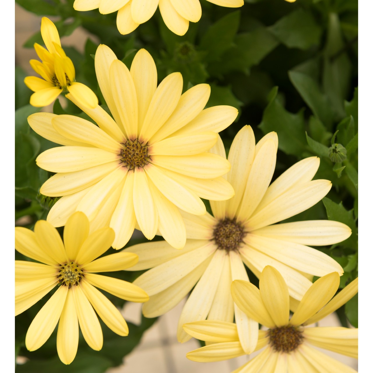 Остеоспермум Margarita Yellow