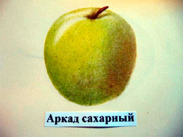 Яблоня Аркад сахарный